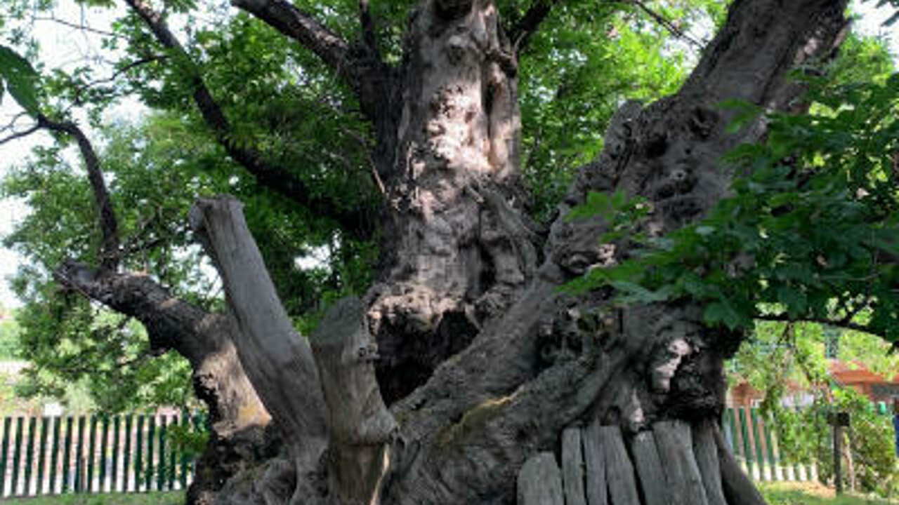 Il “Castagno dei 100 cavalli” di Sant’Alfio è l’albero del 2021