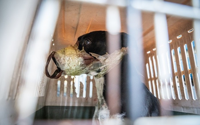 Catania, salvato un cane, aveva nastro adesivo su muso e zampe