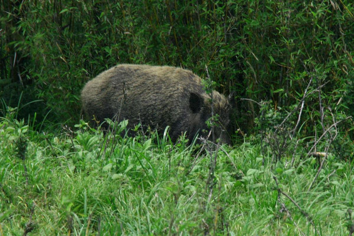 Cinghiale aggredisce carabinieri nel Palermitano, ucciso a colpi di pistola