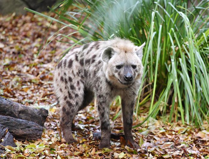 Covid, contagiate anche due iene, è il primo caso al mondo