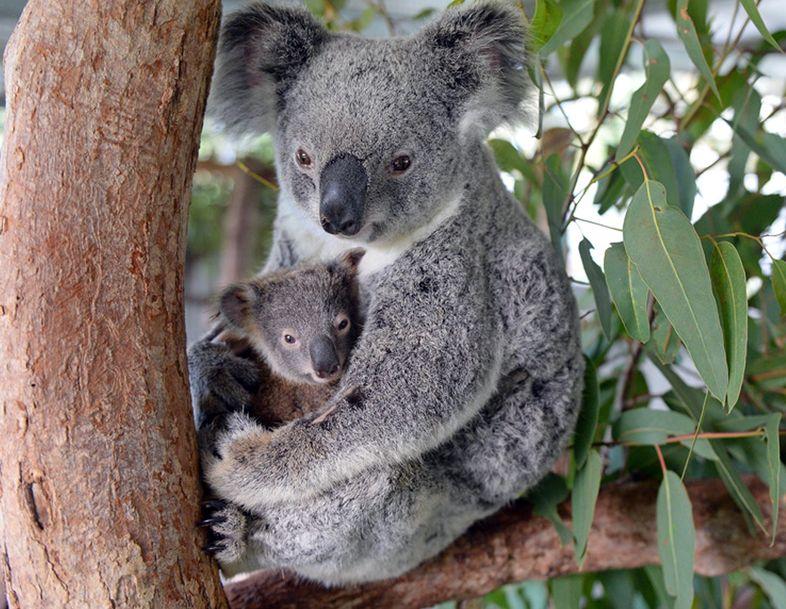 Australia, koala tra specie in via di estinzione