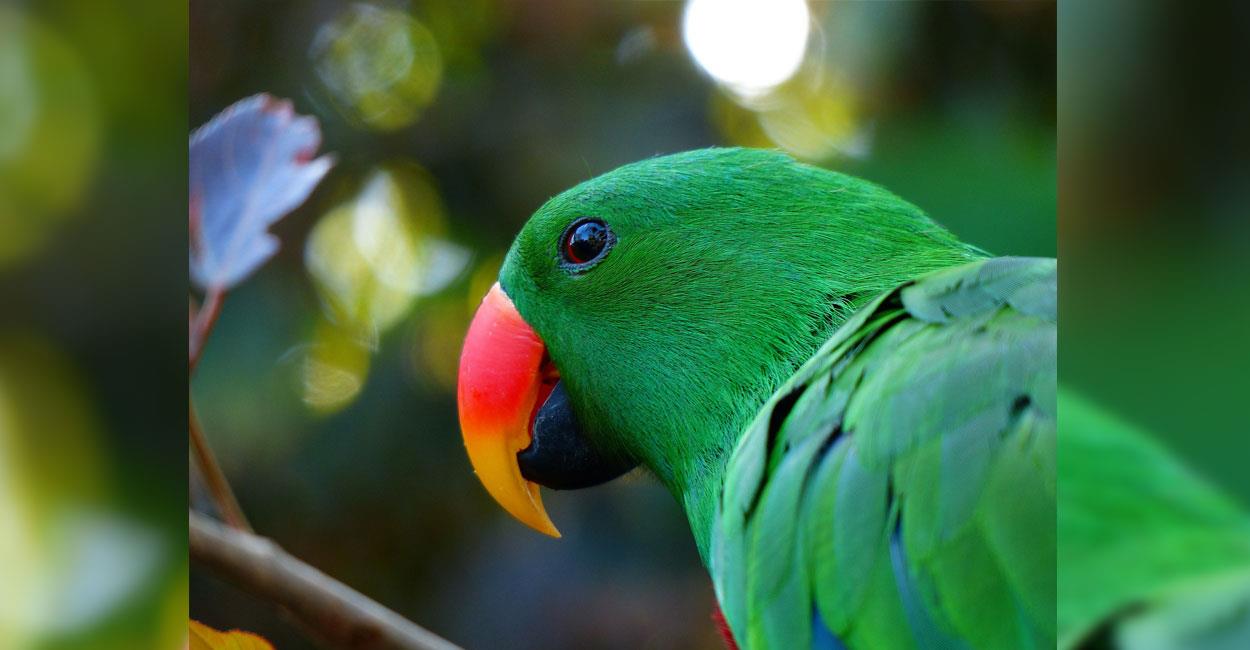 Cercava di vendere pappagallini “cocorito” con ali tarpate: denunciato per maltrattamento