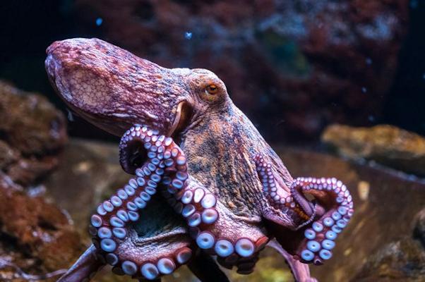 Polpi e aragoste provano dolore, non potranno essere bolliti vivi