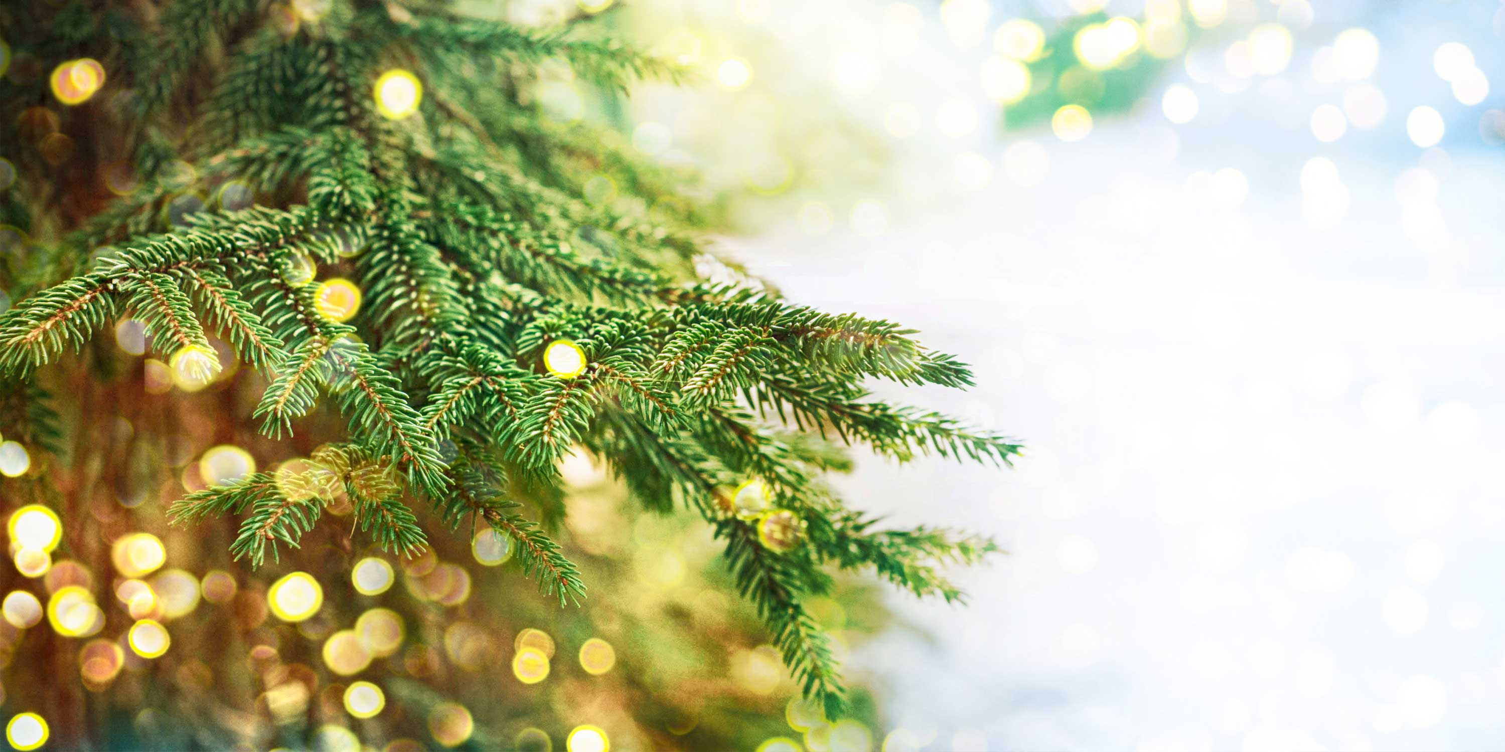 Albero di Natale, il preferito dagli italiani, illuminerà le case di nove famiglie su dieci