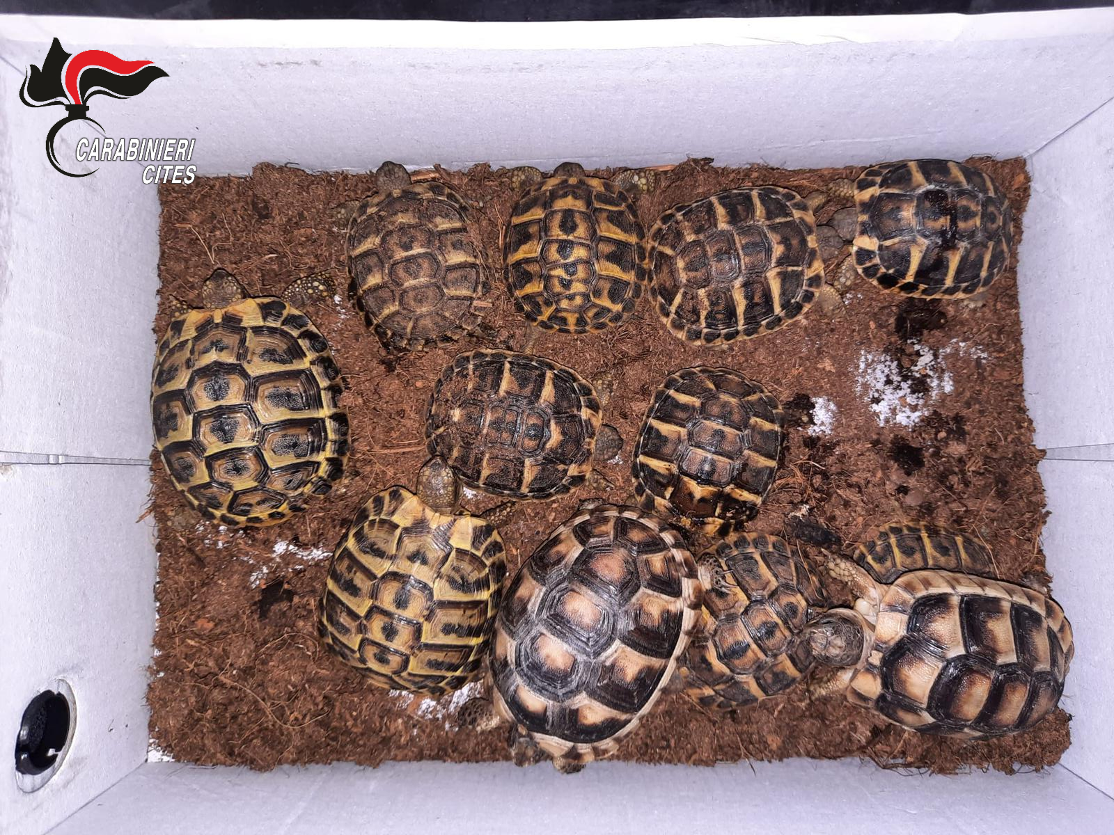 Traffico di animali in via d’estinzione in Sicilia, 23 denunce