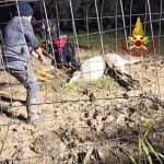 Cavallo cade in pozzo a Trabia, le foto del salvataggio