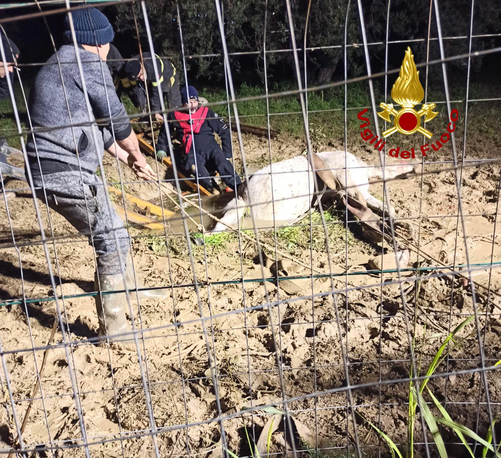 Cavallo cade in pozzo a Trabia, le foto del salvataggio
