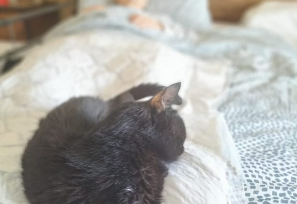 Catania, gatta e padrona inseparabili, muoiono lo stesso giorno Catania, gatta e padrona inseparabili, muoiono lo stesso giorno