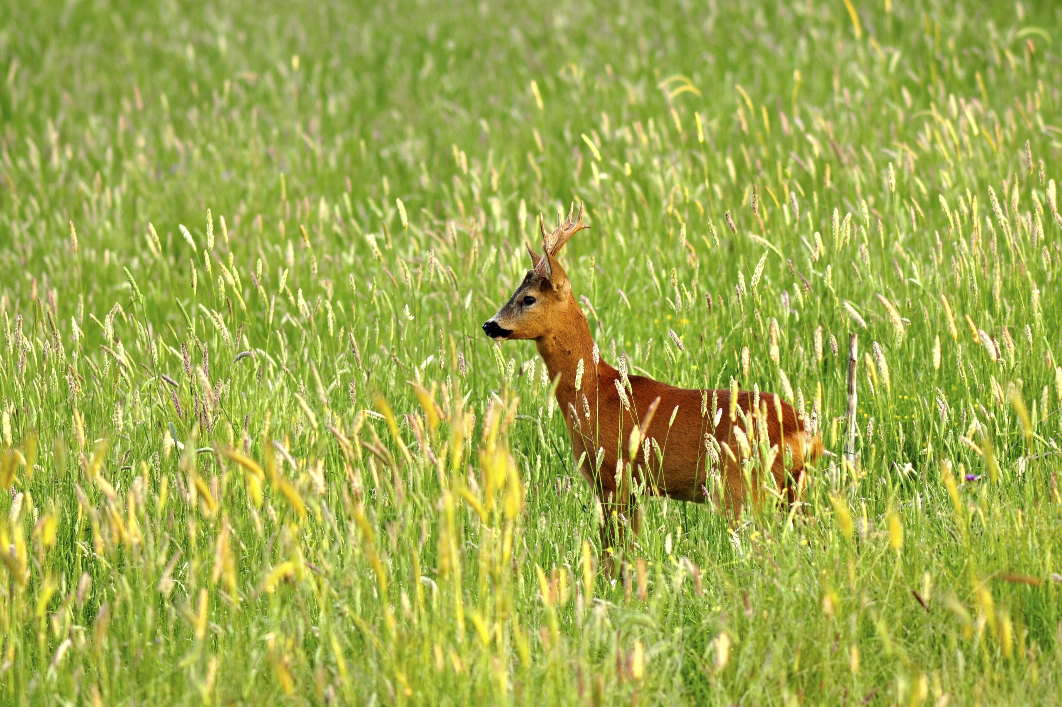 Ambiente, dalla Regione 250 milioni sul patrimonio naturalistico