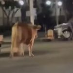 Vacche magre a Palermo (ma non per strada)