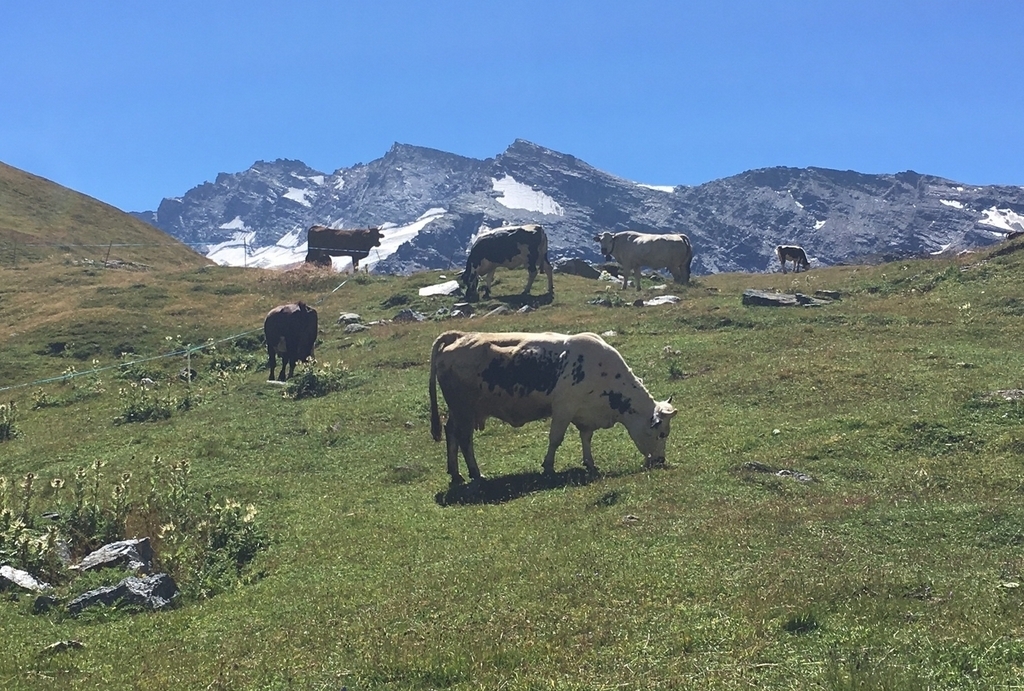 La coperta corta del Psr, meno fondi alle zone montane