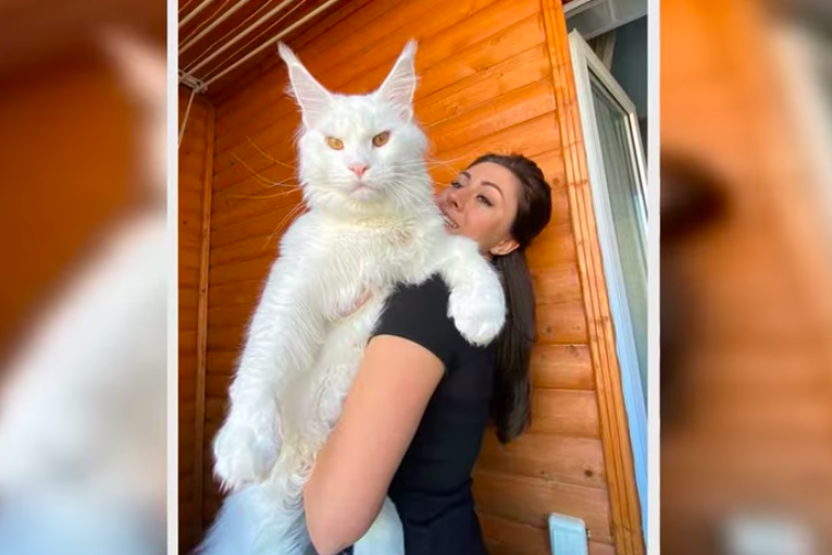 Kefir, il gatto gigante di quasi 13 chili crescerà ancora, la razza