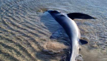 Squalo fa nascere 9 piccoli su spiaggia di Sciacca, l’incredibile salvataggio