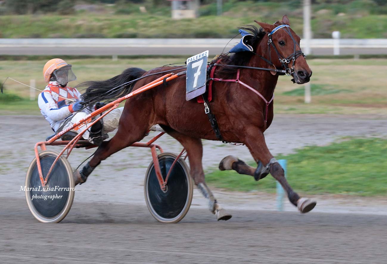 Ippodromo Palermo, la vittoria di Urbano Bargal