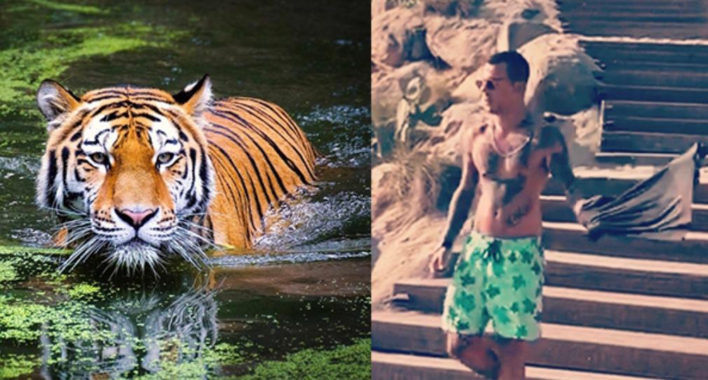 Tigri in via d’estinzione, il progetto di Mirko Tocchio per salvarle