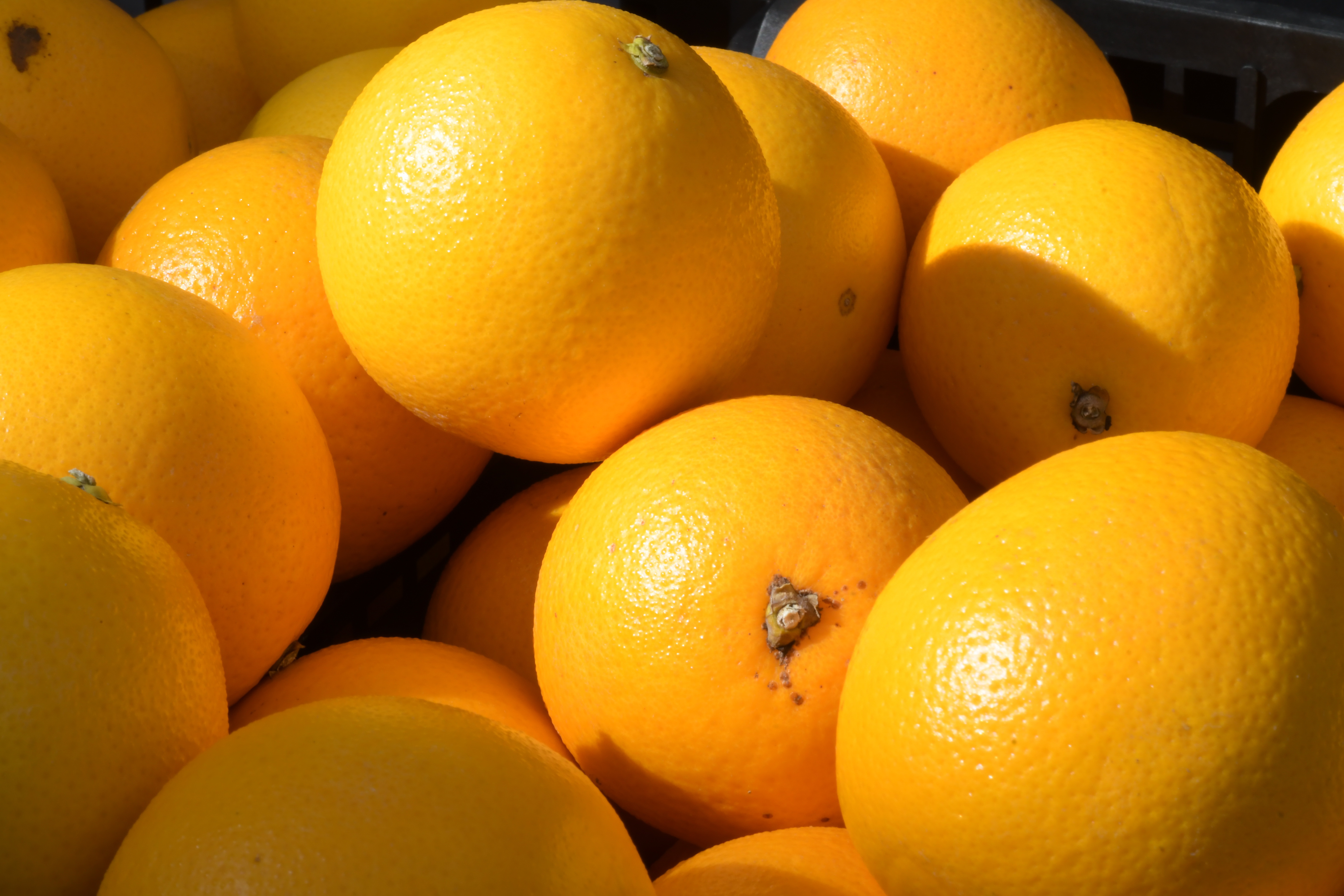 Scoperte in due supermercati false arance di Ribera Dop