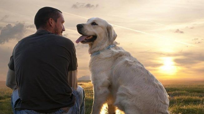 Positivi al Covid e animali domestici, come devono comportarsi
