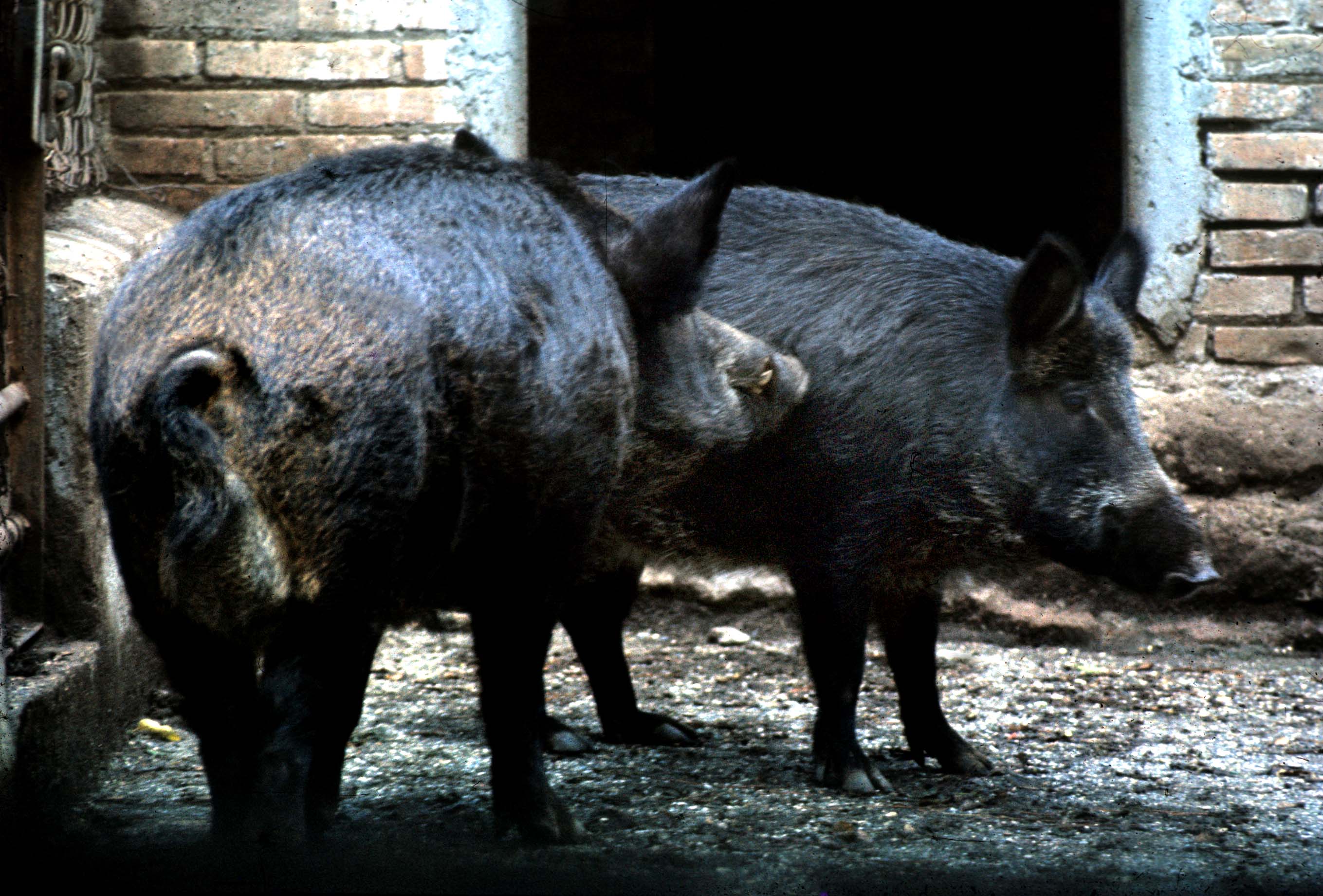 Un cinghiale lo carica davanti alle poste: “Salvo grazie a un portone aperto”
