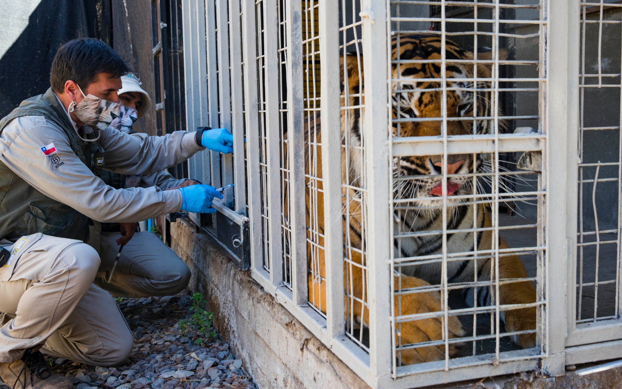 Si introduce nel recinto delle tigri e viene sbranato: i resti trovati dal personale dello zoo