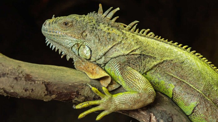 Piovono iguane dagli alberi, l’allarme in Florida per ondata di freddo
