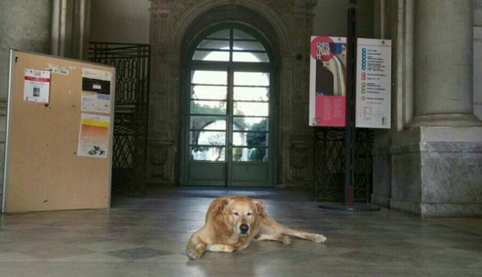 Catania, addio a Melo, “il cane dei Benedettini”