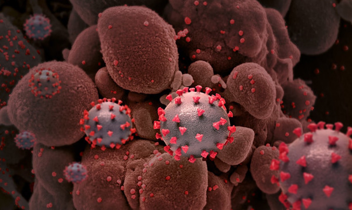 Omicron, lo studio, “Sopravvive fino 21 ore sulla pelle”