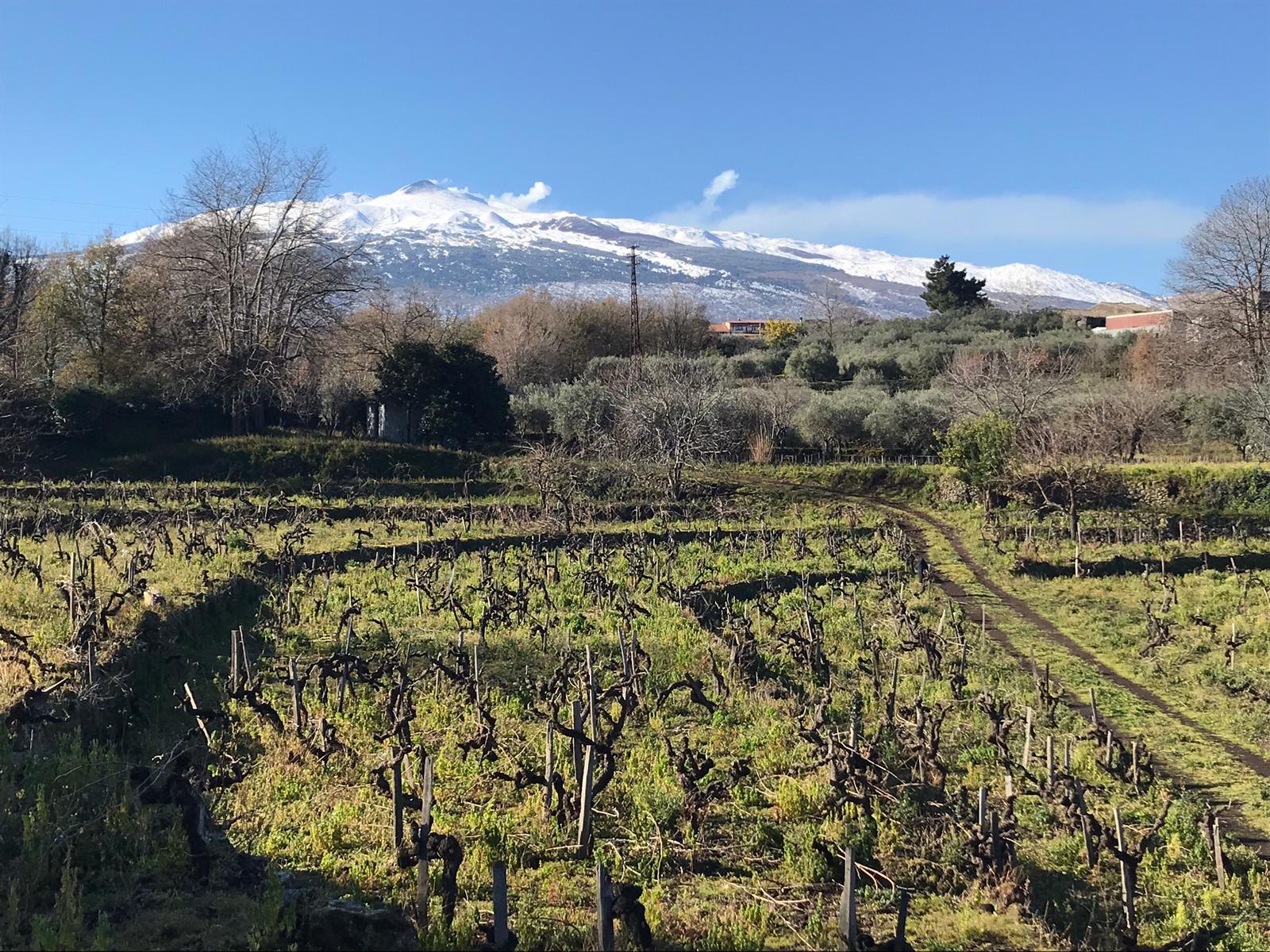Vino, “tempi maturi per portare la Docg sull’Etna”