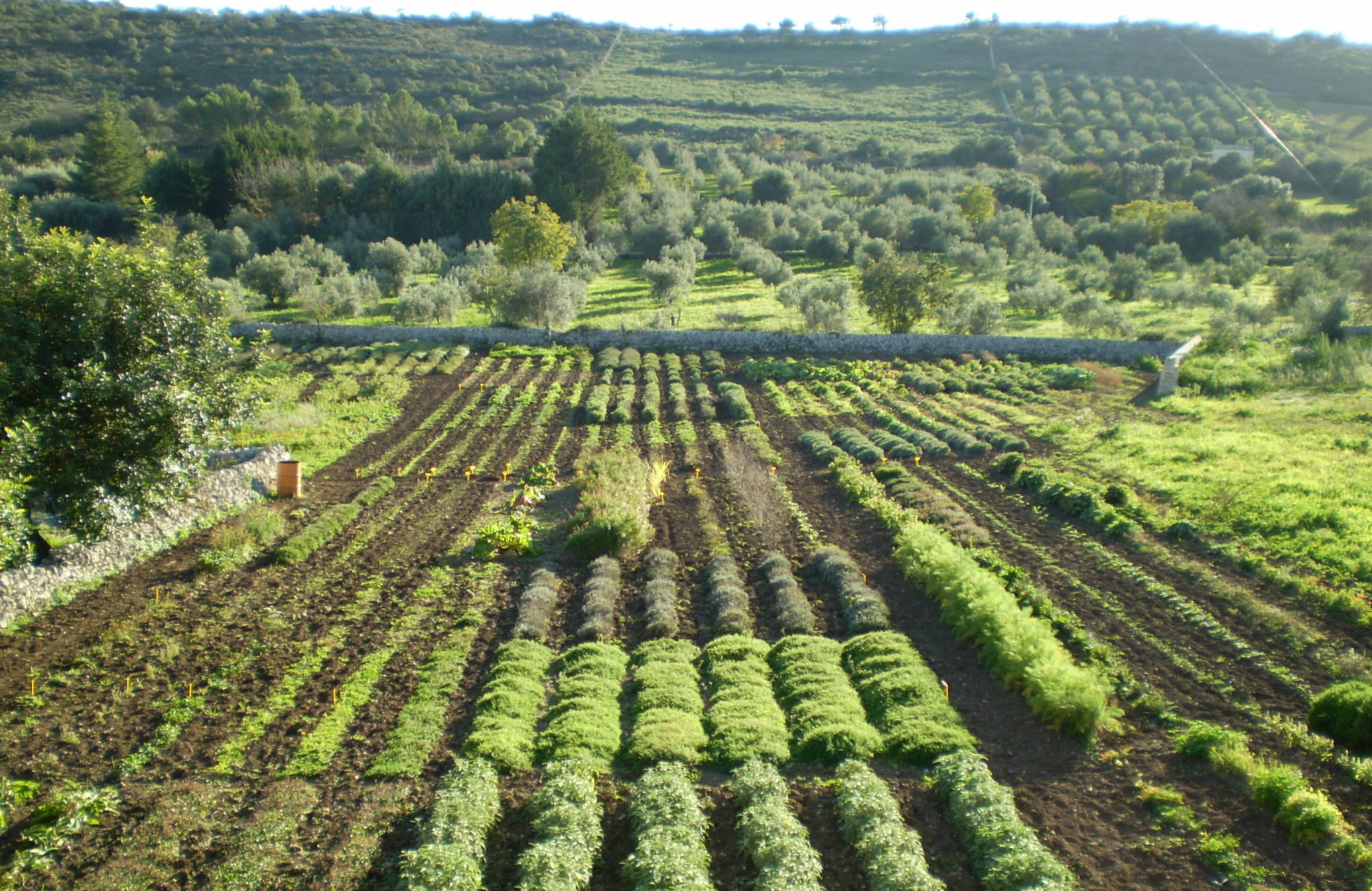 Biodiversità siciliana, Regione siciliana finanzia 180 aziende agricole