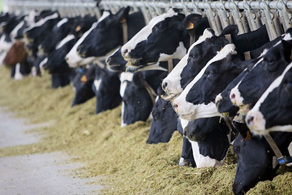 Ragusa, Diprosilac, si lavora sui progetti integrati di filiera