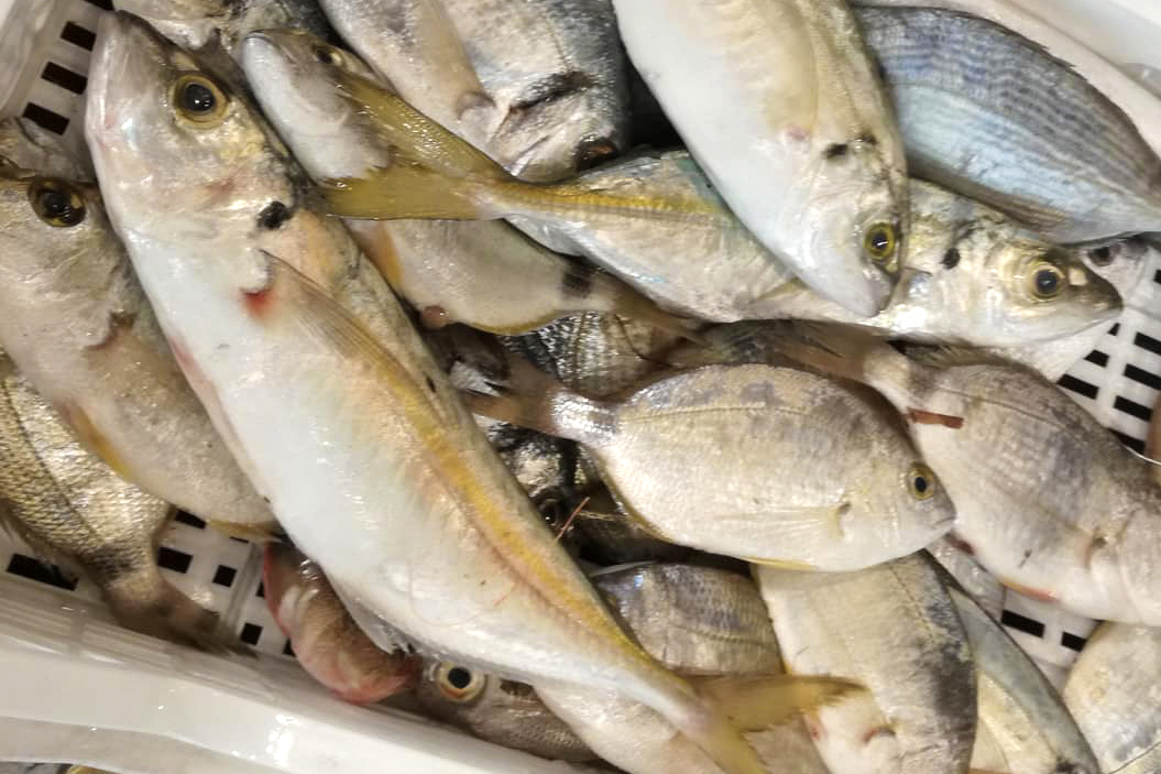 Choc alla vigilia di Natale, mangia anguilla e ingoia amo: operato d’urgenza