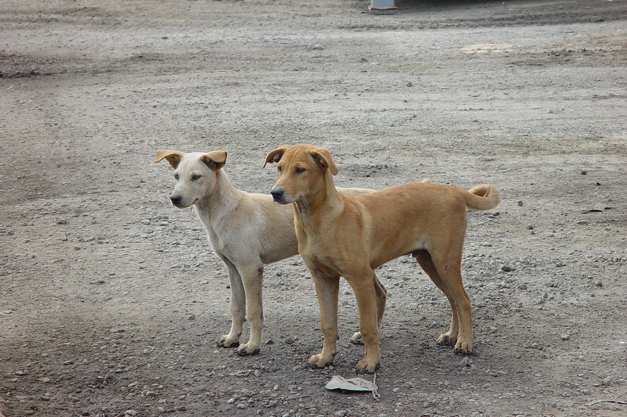 Caltanissetta, si intensificano i controlli per arginare il randagismo