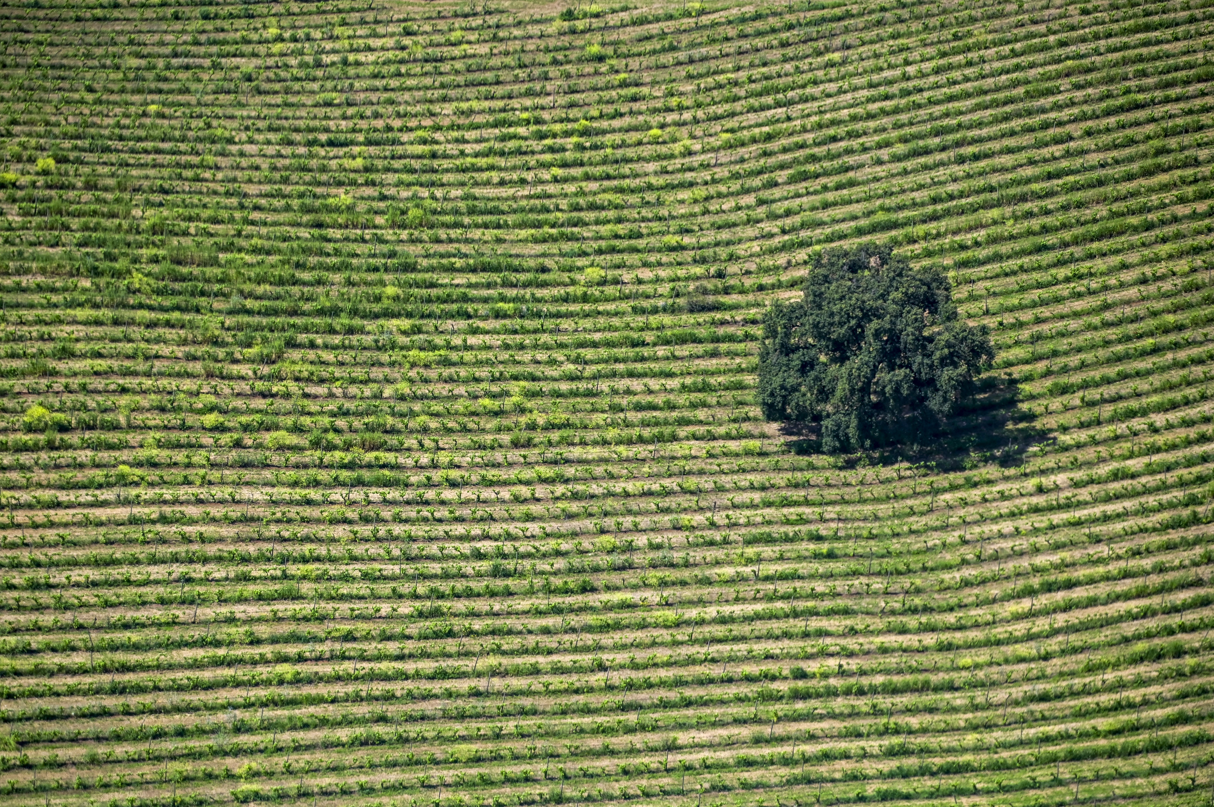 Agricoltura in Sicilia, tra guerra e blocchi, si spera nei fondi di Stato ed Europa
