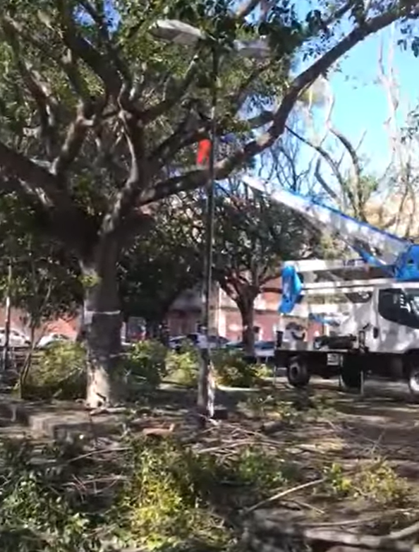 Cade ramo in piazza Lanza: danneggiata automobile in sosta