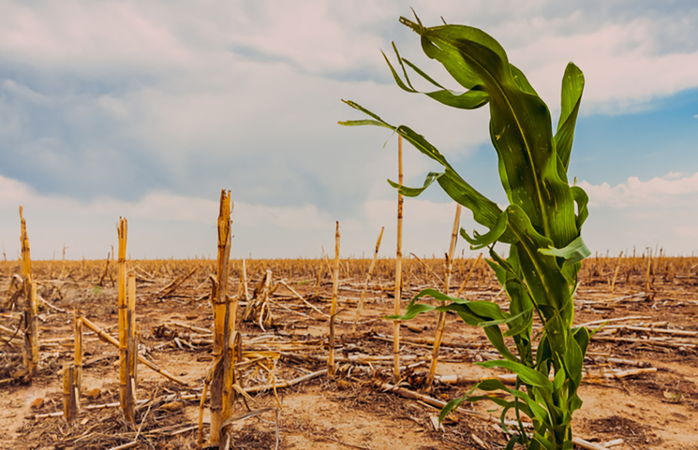 Cambiamento climatico, l’agricoltura siciliana a rischio? La parola all’esperto
