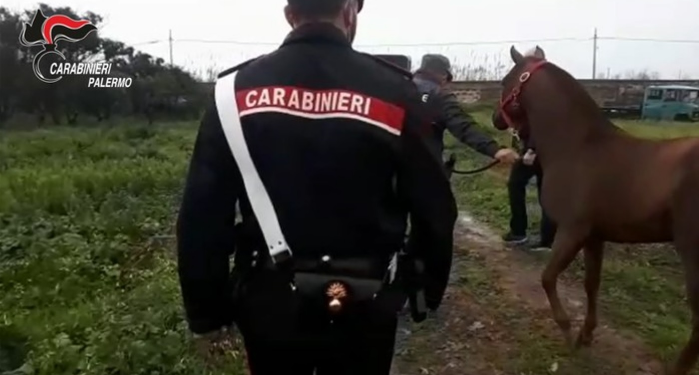 Corsa cavalli clandestina a Brancaccio, identificato altro fantino