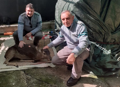 Daino intrappolato e ferito a Castelbuono, il salvataggio sulle Madonie