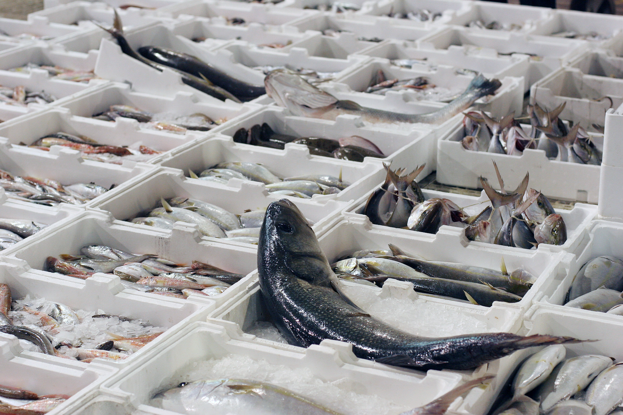 Palermo, un mercato ittico certificato e conforme alle norme Ue