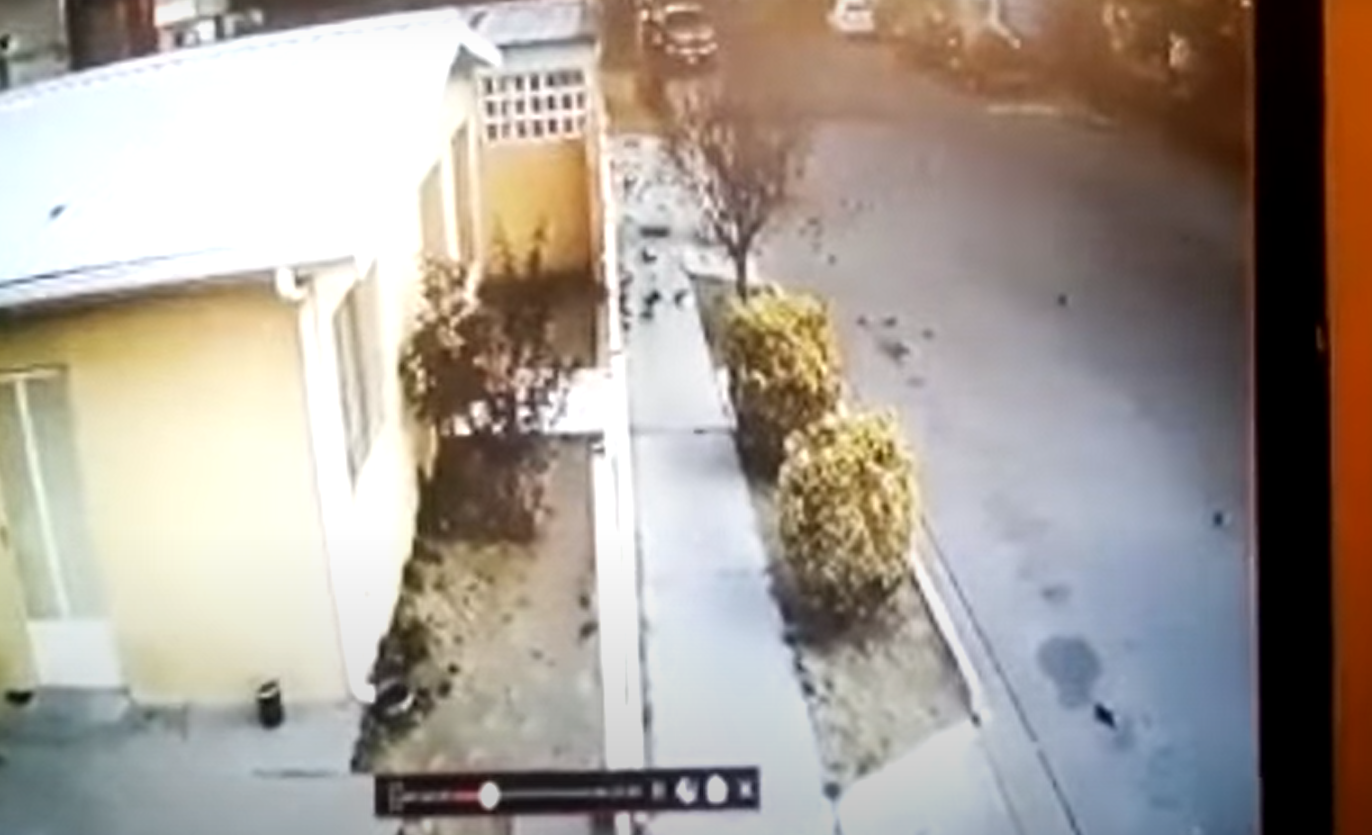 Messico, stormo di merli cade dal cielo, il video dell’inspiegabile moria