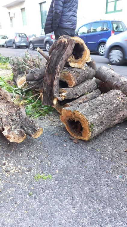 Alberi tagliati in via Macchi: “Solo rasatura, ma piante malate” Alberi tagliati in via Macchi: “Solo rasatura, ma piante malate”