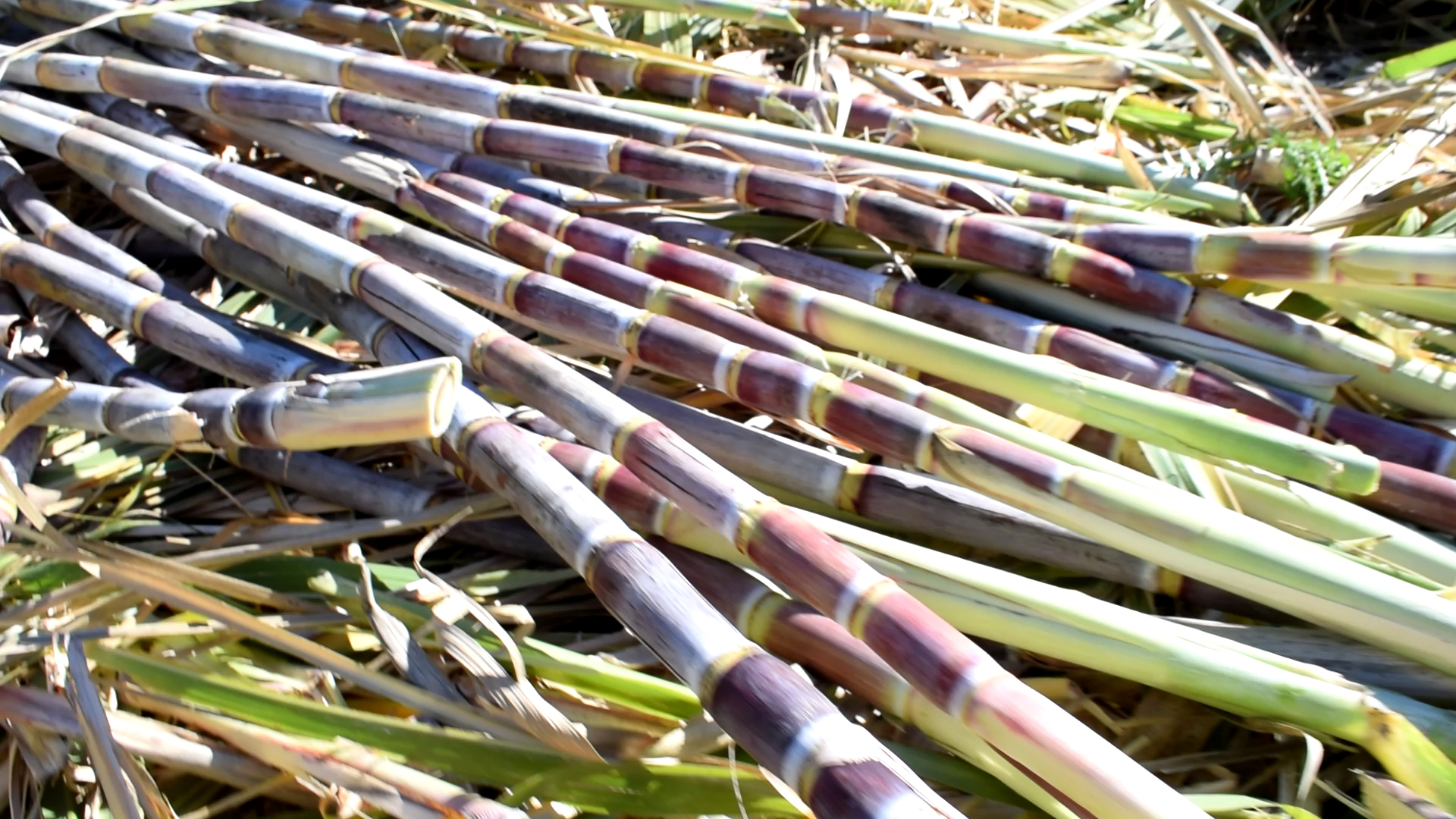 Torna la canna da zucchero in Sicilia, nasce il Consorzio