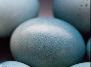 Le uova blu diventano un must, la storia di Mihaela e delle sue galline Araucana