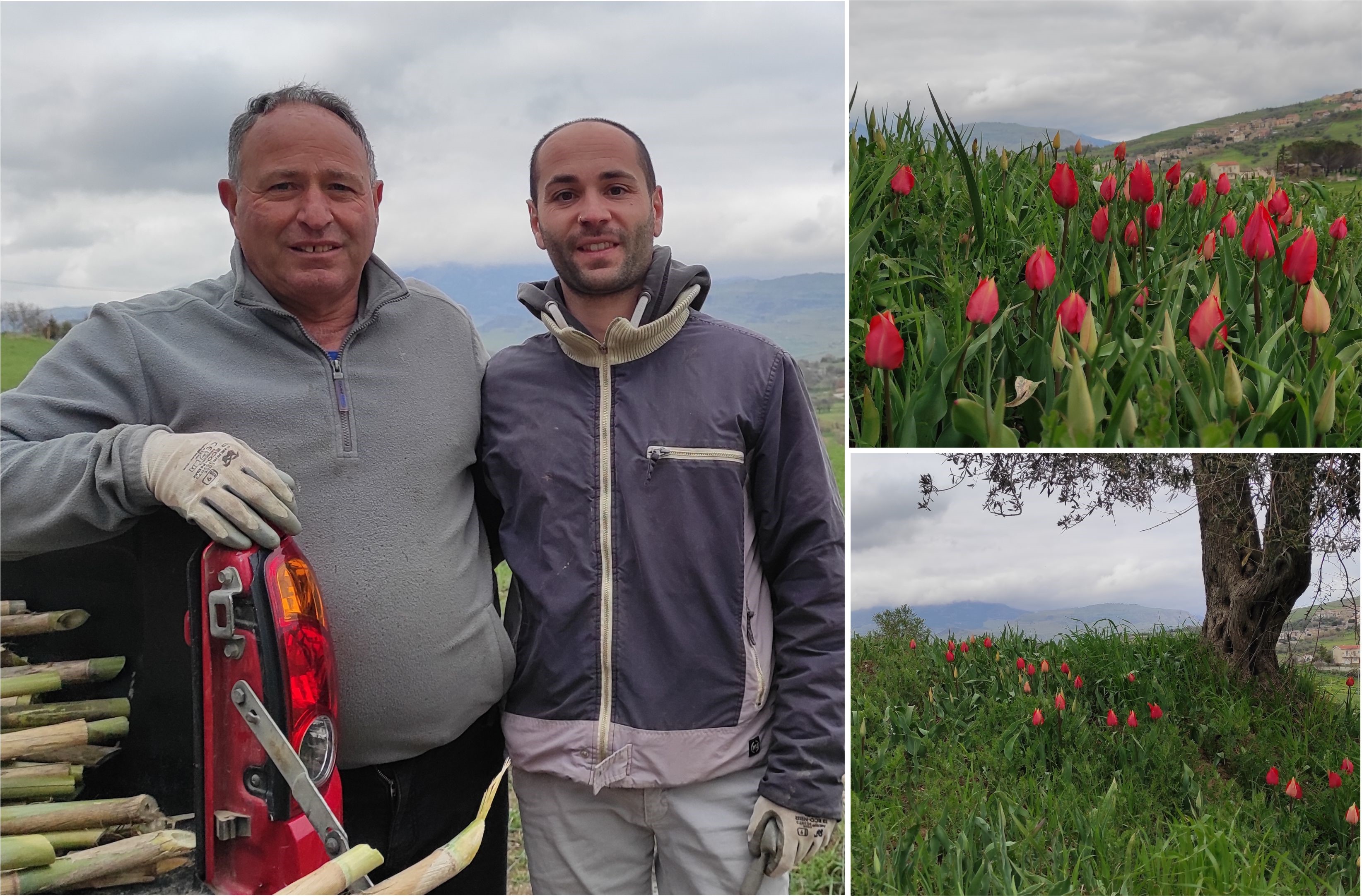 Madonie e turisti in attesa della fioritura dei tulipani rossi