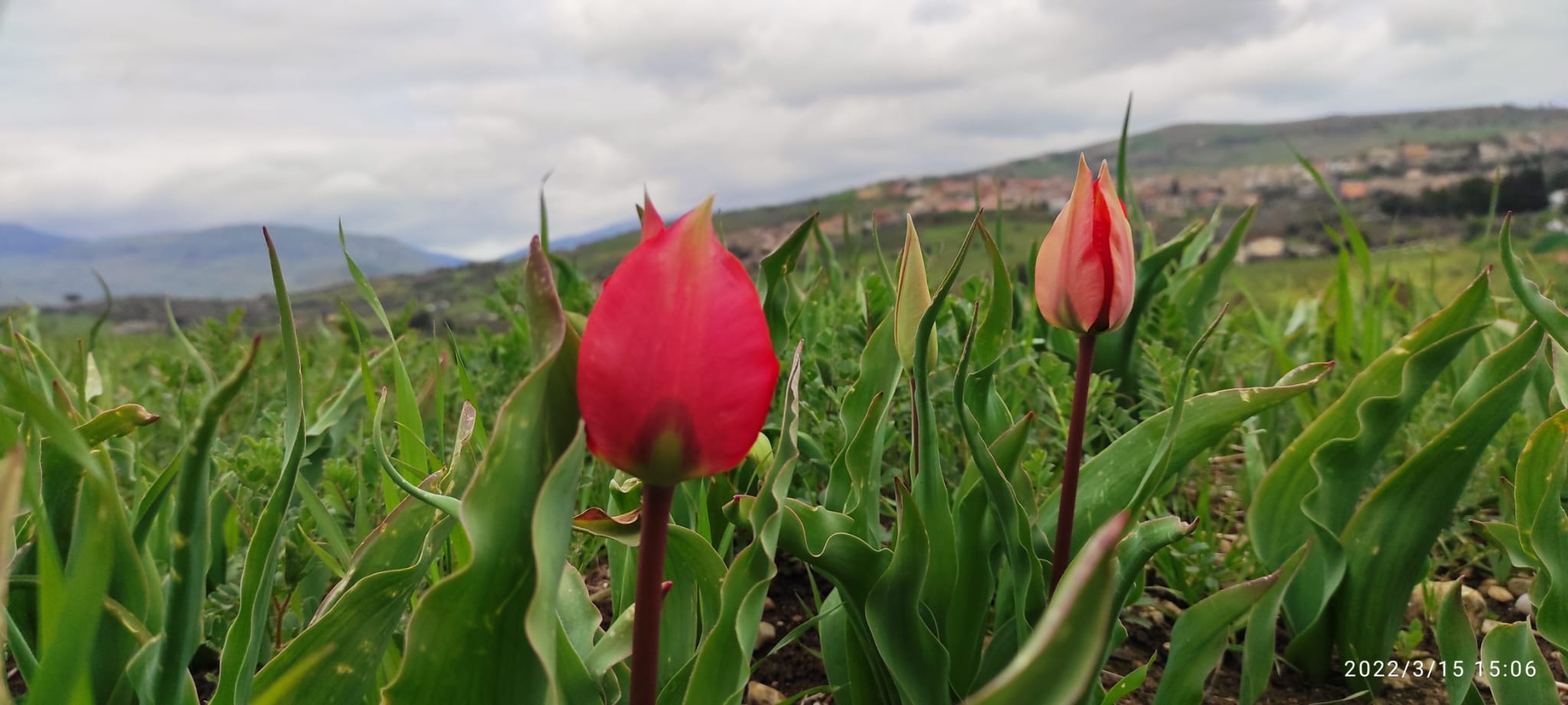 Madonie e turisti in attesa della fioritura dei tulipani rossi