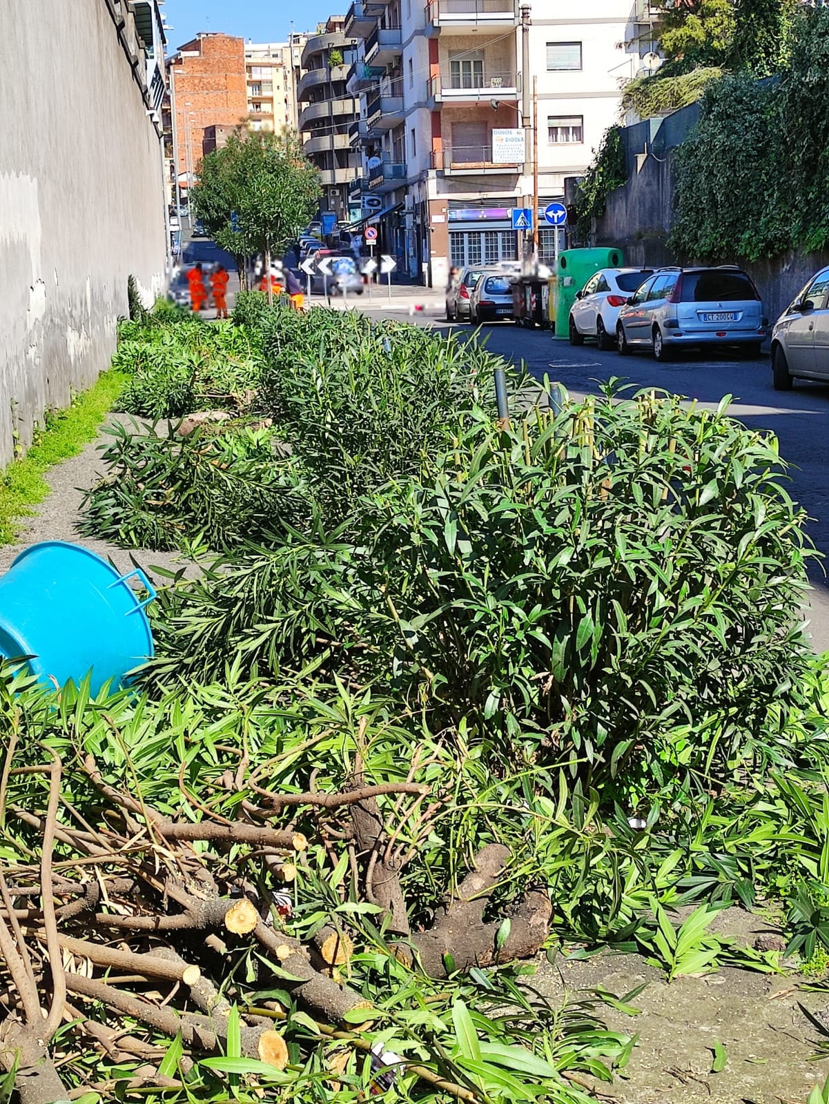 Alberi tagliati in via Macchi: “Solo rasatura, ma piante malate”