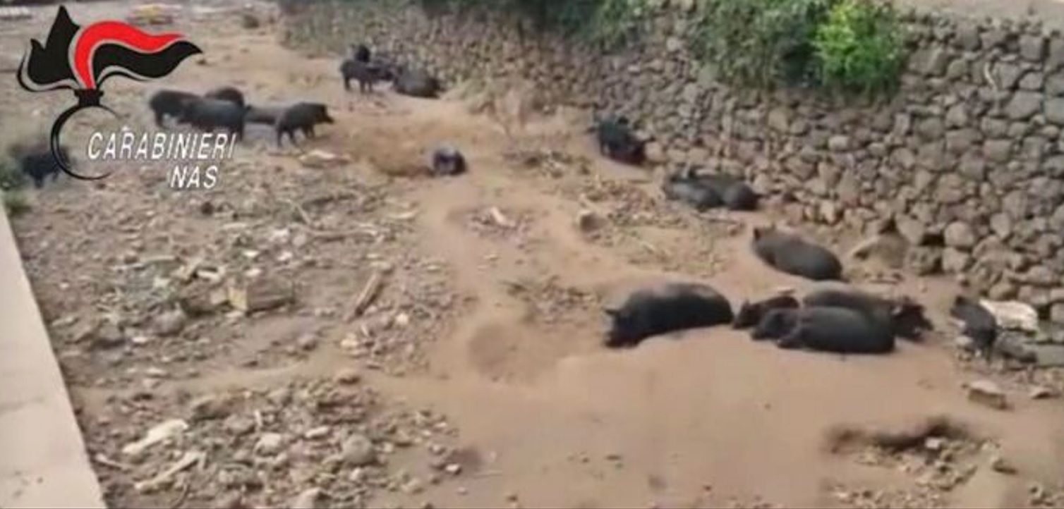 Misterbianco, allevamento abusivo di suini neri, scatta sequestro del Nas