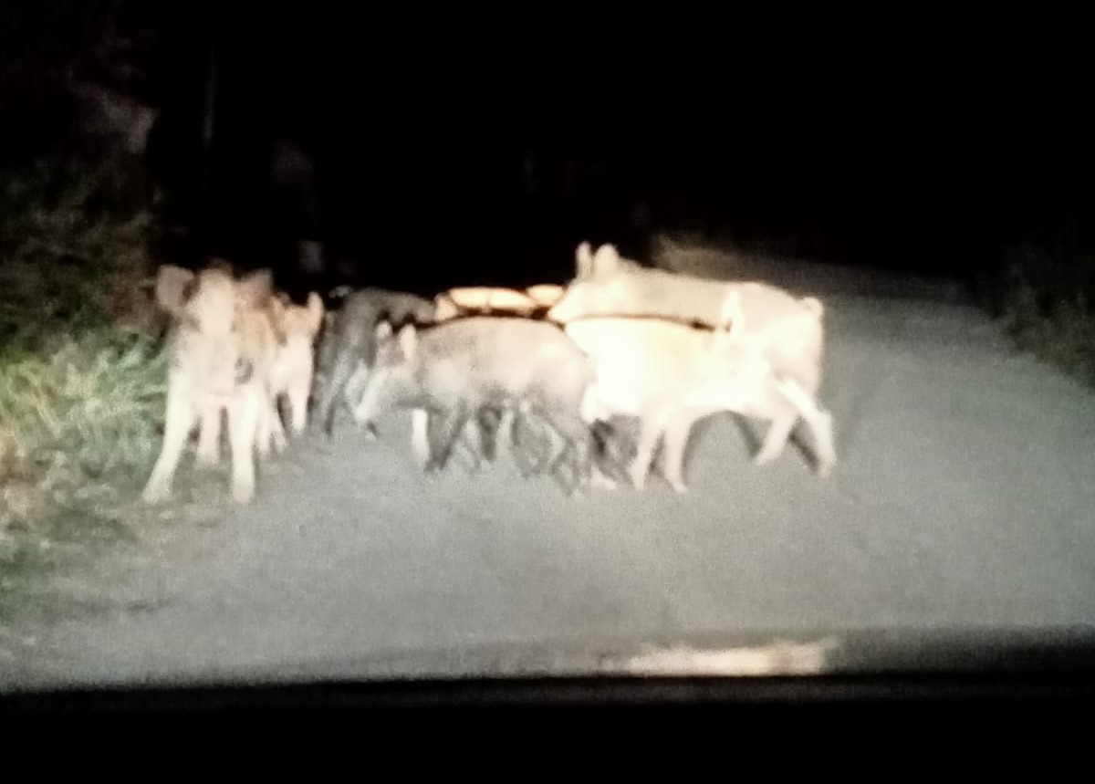 Madonie, invasione suini e daini. Verso lo “stato di emergenza”