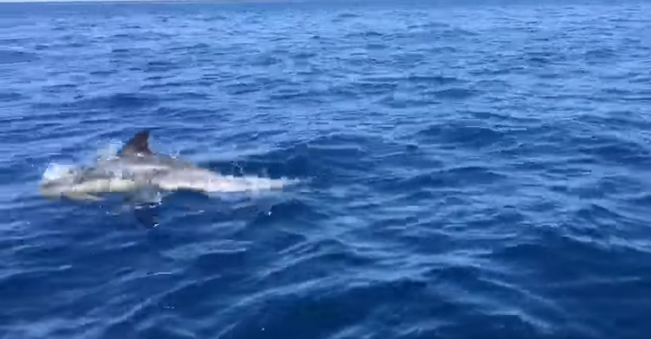 A Lampedusa torna lo spettacolo della danza di delfini e balene VIDEO