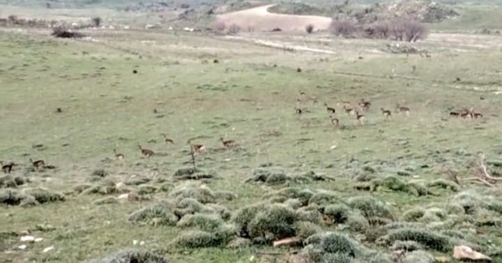 Invasione suini e daini nelle Madonie, la Regione avvia censimento