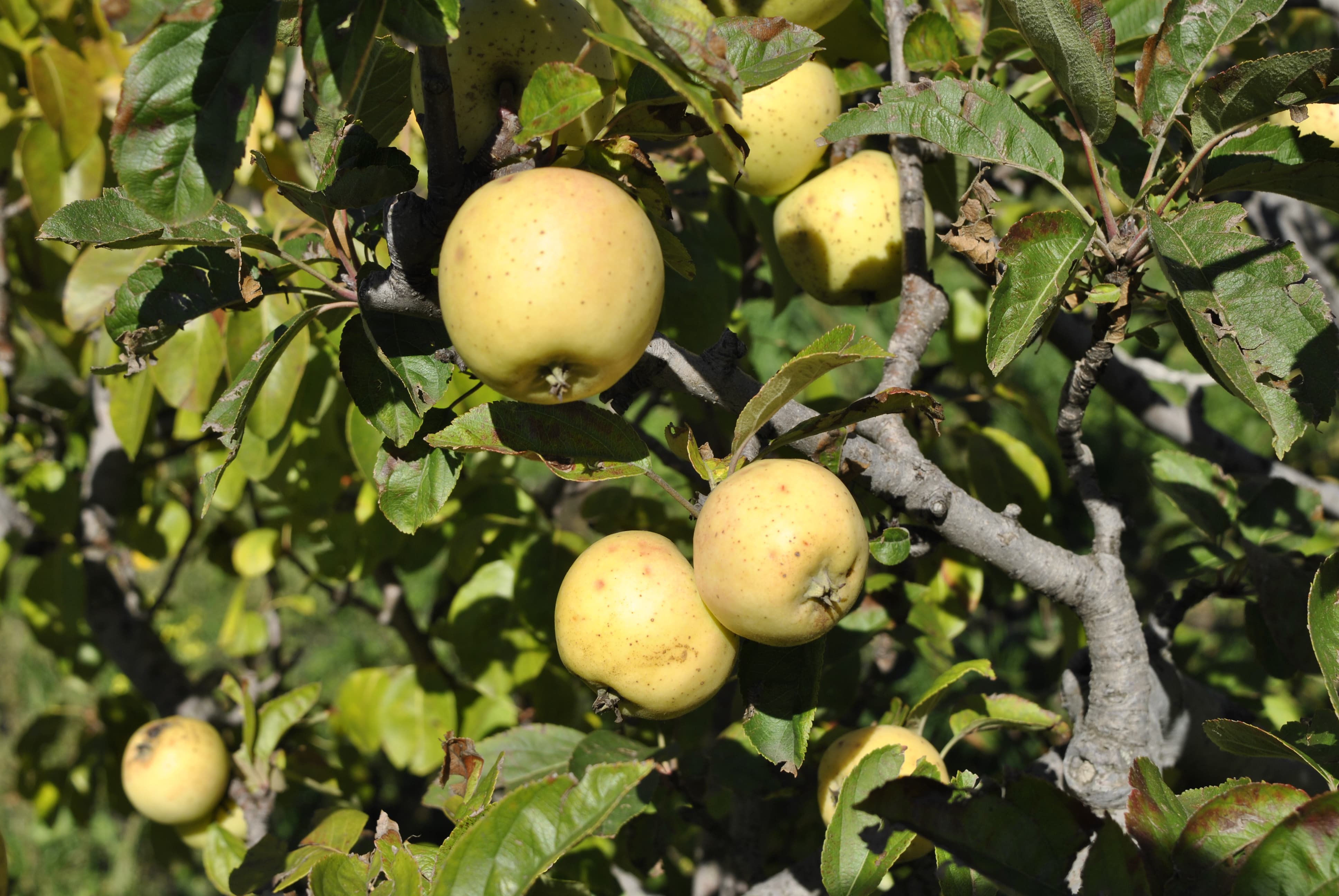 Cola o gelato, questa piccola grande mela dell’Etna