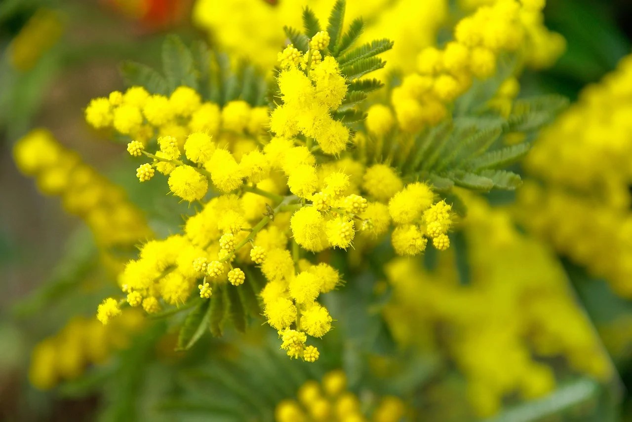 8 Marzo, mimose in dono da 6 italiani su 10:  23% si orienta su altri fiori